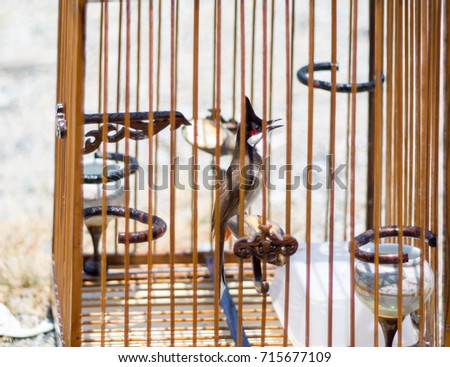 Folk culture, bird competition, red-whiskered bulbul or pycnonotus