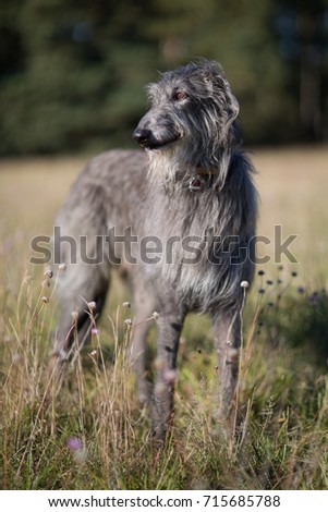 scottish deerhound standing on a field Royalty-Free Stock Photo #715685788