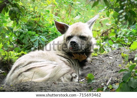 Striped hyena sitting in the green