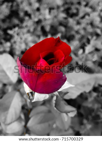Red rose flower with filters images backgrounds