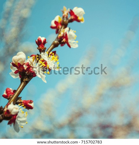 Spring blossom. Selective focus