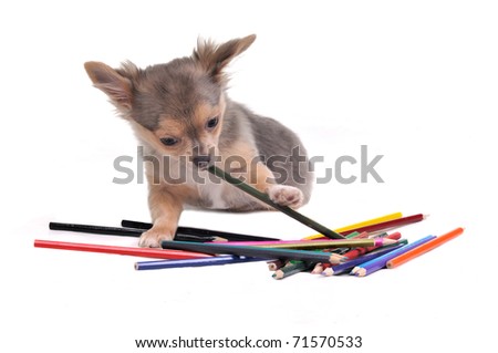 Playful Chihuahua puppy with colorful pencils isolated on white background
