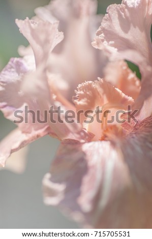 Miniature Tall Bearded Baboon Bottom Iris.
Flower Form - fluted, flower patterns - wash. Rosy medium pink flowers are streaked and splotched with deeper pink, rose and white.
