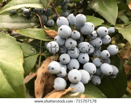 blueberry fruit with green leaves