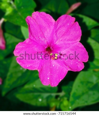 Close up of Mirabilis jalapa or The Four o’ Clock Flower with water drops after rain in the night