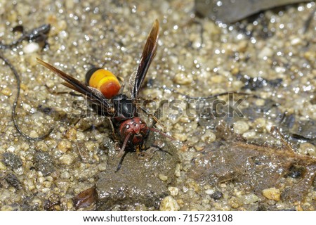Image of Lesser Banded Hornet(Vespa affinis) on nature background. Insect. Animal
