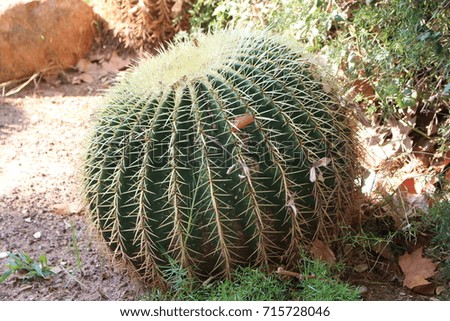 Cactus. Golden ball. echinocactus-grusonii