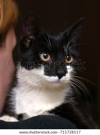 black and white short-haired cat in the hands