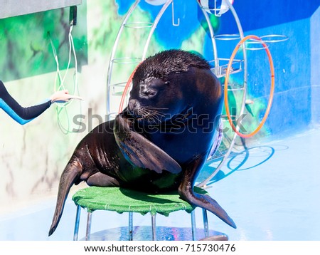 Trained Sea Lion, seals on the platform of the Dolphinarium during the presentation