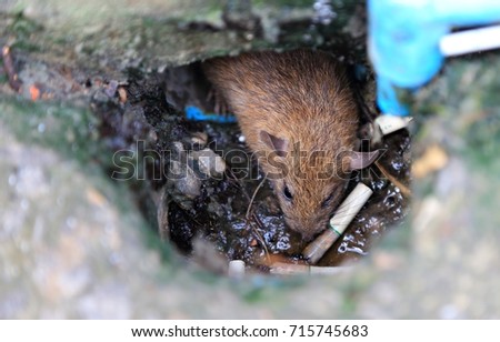 Mouse peeking out of the hole