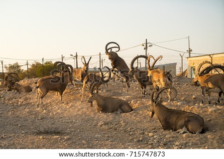 The herd of Nubian ibexes in kibbutz Sde Boker. Negev desert. Israel