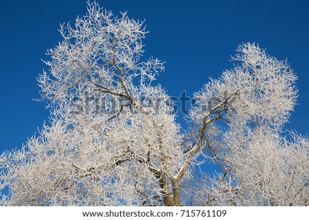 Natural background - white branches in the frost on blue sky,  blue and white. The texture is horizontal. For design, Wallpaper