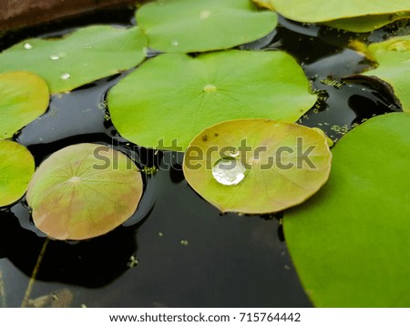 Water drops on lotus leaf beautiful. in thailand