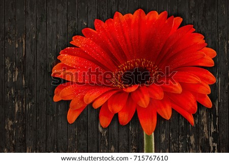 Orange flower isolated against dark textured background