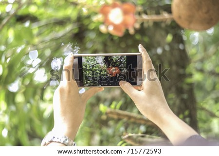 Beautiful hand holding smart phone with camera mode and take picture of flower with nice blurred background,selective focus, technology concept.
