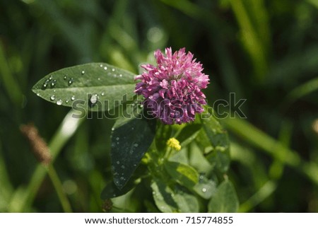 Red clover, meadow clover, (Trifolium pratense)