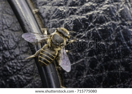 Image of bee on black leather seat. Insect. Animal