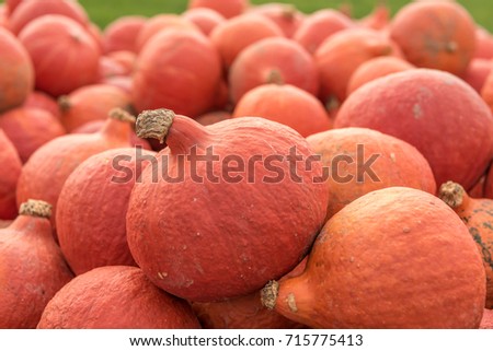 Pumpkins - hokkaido pumpkin