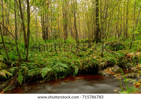 Forest river autumn colors. Peaceful stream.