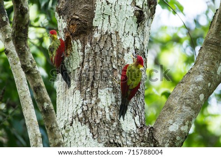 Beautiful a couple of adult Crimson-winged Woodpecker climb on the middle of the big tree in the nature, KaengKrachan NP, The jungle of Thailand