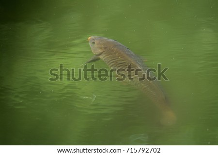 Wildlife photo of carp in the river on the surface