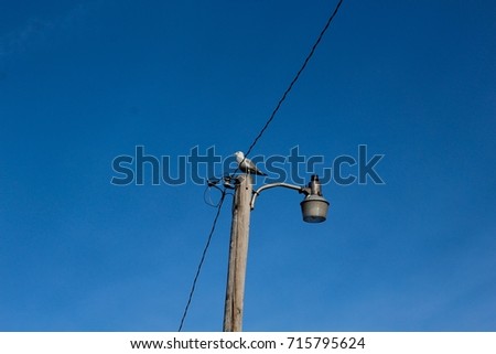 A seagull on top of the power pole with the blue sky background.