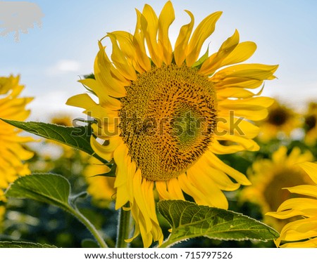 big sunflower in the field and sky