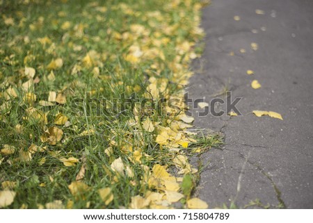 Fallen leaves and asphalt