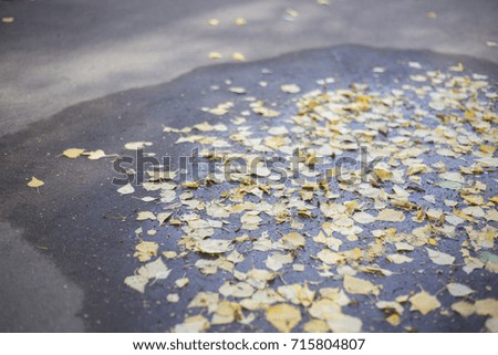 Puddle and yellow leaves