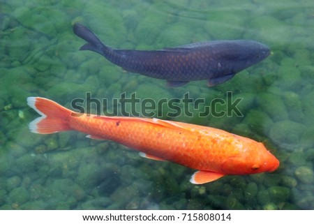 Two fish in a river