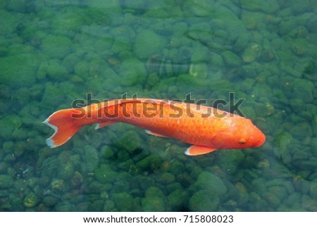 Fish in a river