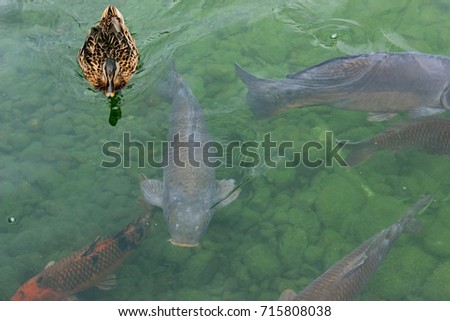 Fish and duck in a river