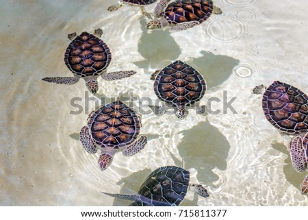 Small sea turtles float in clear water
