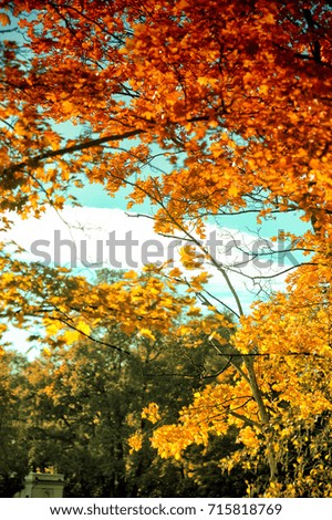 yellow, orange and green autumn foliage on a tree