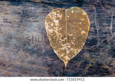 Beautiful pho dry leaves placed on a Wooden floor.Pattern on leaf.Brown leaves dry pho