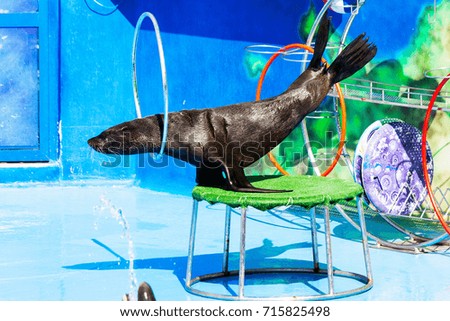 Trained Sea Lion, seals on the platform of the Dolphinarium during the presentation