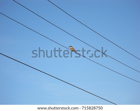 One bird resting on electricity wires against blue sky