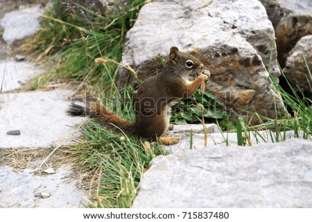 Red squirrel is having a little snack in Lake Louise area, Banff National Park