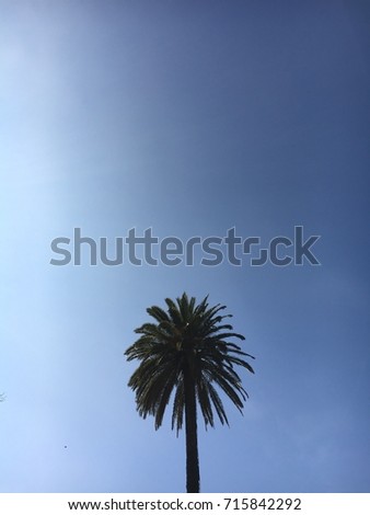Palm tree on a sunny spring day in Porto, Portugal