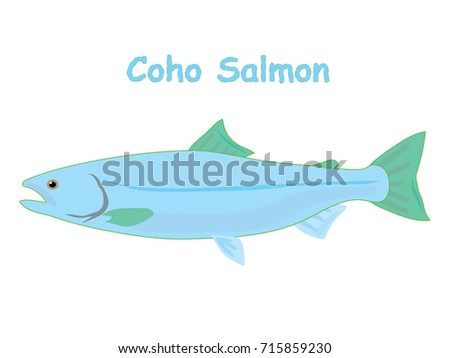 Fish vector cartoon illustration t shirt design for kids with aquatic animal coho salmon fish isolated on white background, design for introduction of different types of fish for your children
