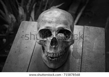 Still life of human skull,Halloween concept, Close Up skull still life style 