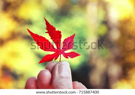 Hand holding red leaf on autumn yellow sunny background.Defocused background,selective focus