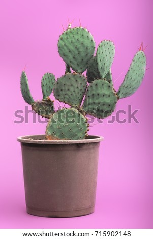 Gardening concept. Big plant of cactus with long thorns isolated on bright pink background. Natural concept.