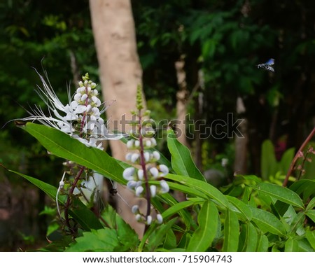 Labisia pumila or 'Kacip Fatimah' is a small rainforest leafy herbs plant contain medicinal substances traditionally used for enhancing women vaginal muscles and libido. Royalty-Free Stock Photo #715904743
