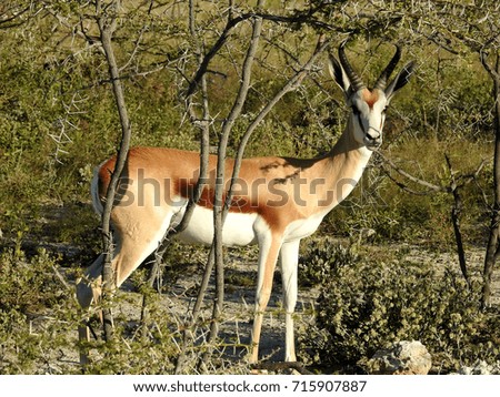Wildlife antelope in safari in Botswana, Africa