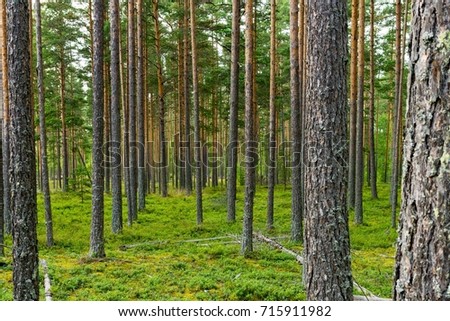 landscape a forest glade and a pine grove with big high trees