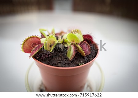 Insect trapped in carnivorous plant