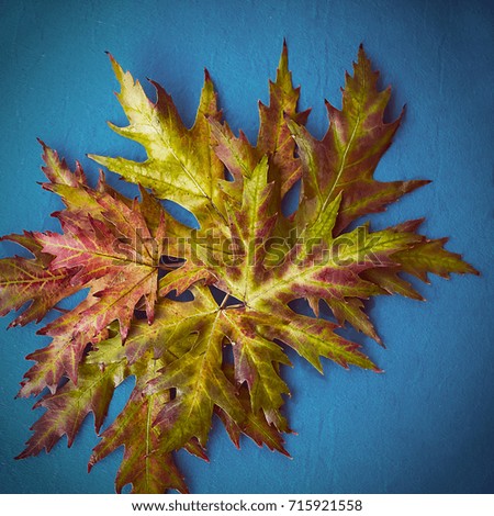 Autumn leaves over blue background with copy space
