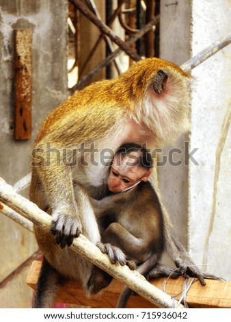 A baby monkey in the mother's arms inside batu caves kuala lumpur Malaysia.