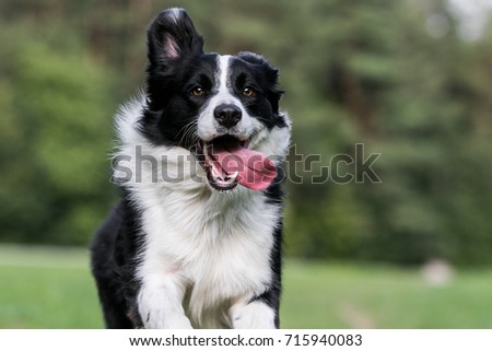 Black and white border collie running on the green grass